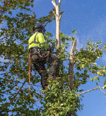 entreprise élagage Cosne-Cours-sur-Loire
