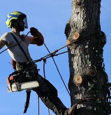 élagueur Cosne-Cours-sur-Loire